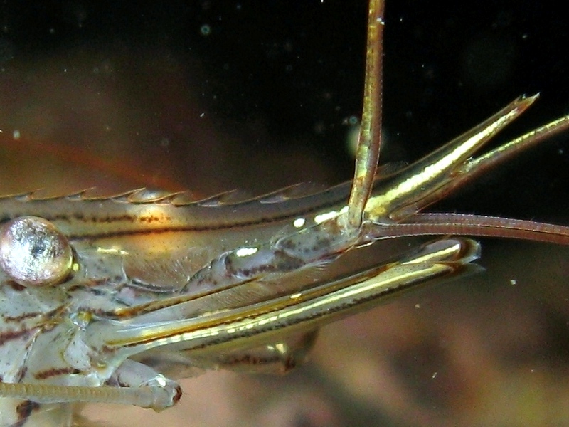 Differenze tra Palaemon serratus e Palaemon elegans